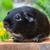 guinea-pig-500236_1280